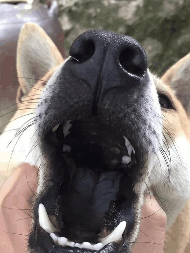 中华田园犬称 土狗 大家对于花舌和乌舌的土狗有什么看法 快资讯