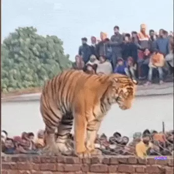 A tiger in India broke into the village and calmly sleeping on the wall.Broadcast article