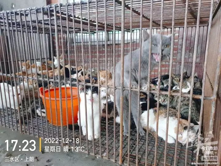 爱猫失踪90后女孩暗访整条产业链（丢失的猫猫怎么找回来） 第7张