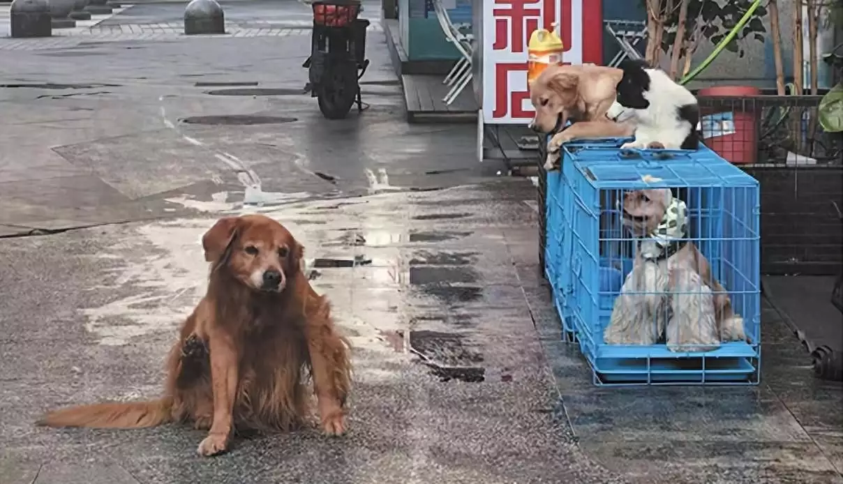 厦门“毛孩子”排队接种芯片 导报记者调查发现：部分宠物店仍能预订禁养犬邓小平：如果台湾永远不跟我们谈判怎么办？
