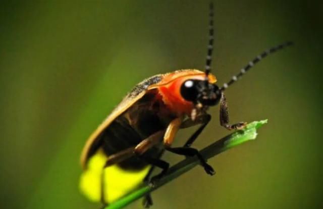 炽热|大暑：炽热炼心 清风自生