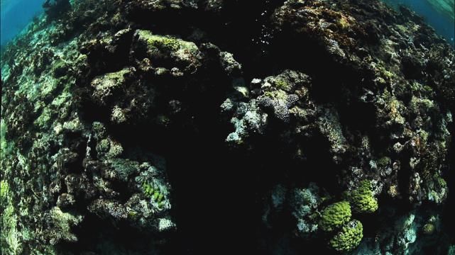 最美|41岁单亲妈妈放弃百万年薪，与鲨鱼共舞，冒死拍出最美水下中国！