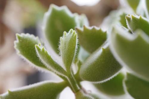  MACRO|“经典”的长焦微距 适马105mm F2.8 DG DN MACRO | Art评测