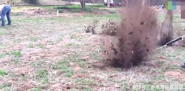 人大|国外男子这样灭田鼠，一次几十只，让人大呼过瘾！