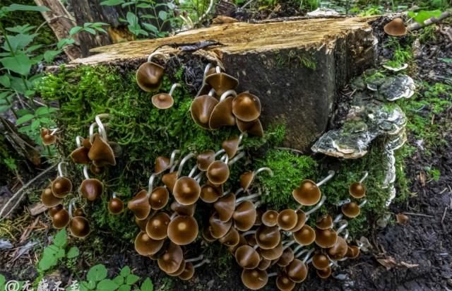 隐秘|彩云之南，梅里北坡，超级隐秘的世界级徒步线路