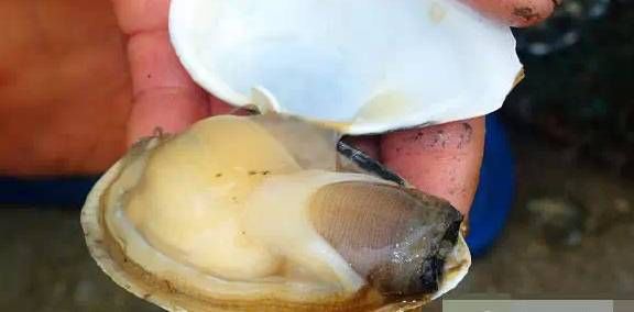 今日|今日开海!这84种海鲜,你都认识吗?你真的会吃海鲜吗?