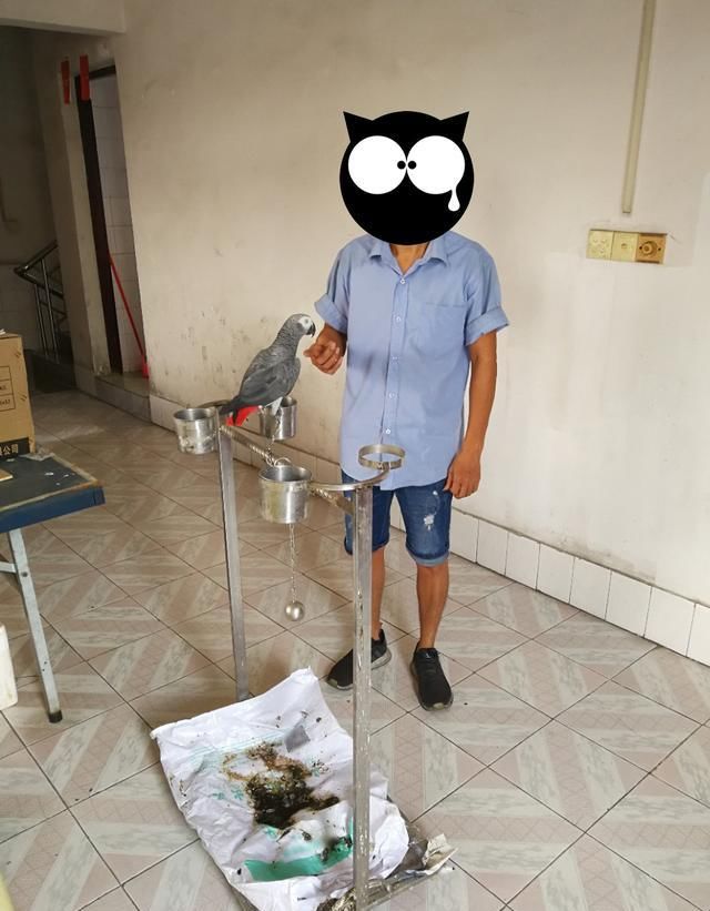  非洲灰鹦鹉|113只野生保护动物当宠物？你的证件办齐了吗？