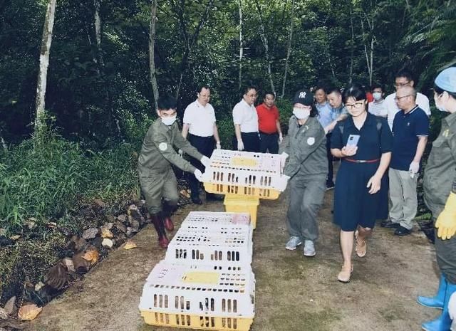  公园|豹猫、红隼、果子狸......在南宁的公园里遇到它们别激动