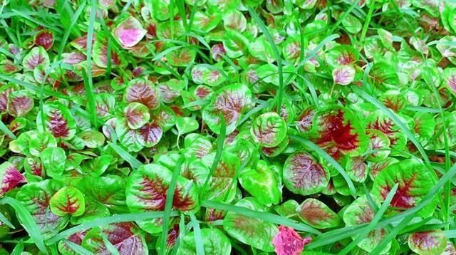 营养|这道菜夏天才有,农村老人称它为“长寿菜”,才3元1把,太便宜了