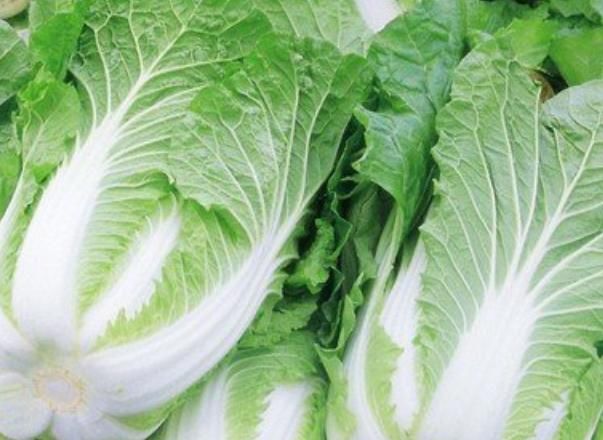 黑点|白菜上的黑点是什么?有黑点的白菜还能吃吗?今天一次性说清楚