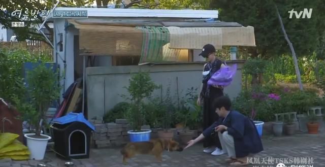  综艺|抛开抄袭风波，确实很治愈……