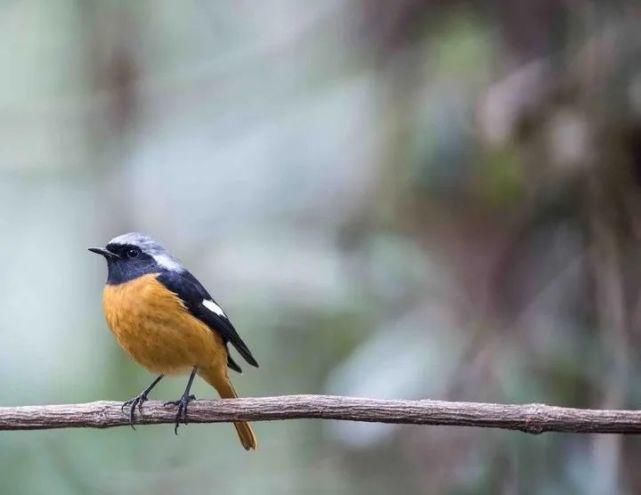  中国|高黎贡山 | 中国五星级观鸟胜地，你知道吗？