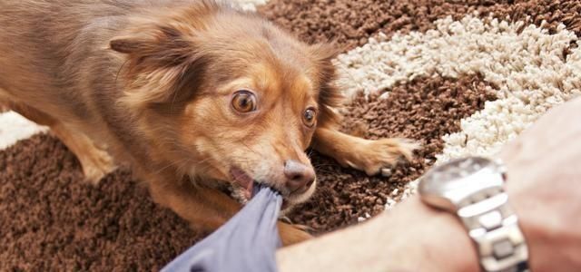  不满达到|咬人行为背后的原因并不简单