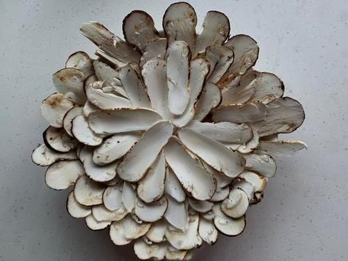  不忍心|看到好朋友晒出来的“松茸”，真的不忍心告诉他：你被骗了