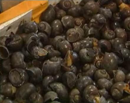  当成|洱海惊现外来物种，携带6000多条寄生虫，却被国人当成餐桌美味