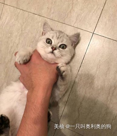  亲亲|主人每天抱着猫咪亲亲抱抱举高高，后来看见这一幕，再也不亲它了