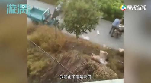 邱先生|10吨猪肉散落一地遭哄抢只剩3吨 货主崩溃拍下无耻一幕