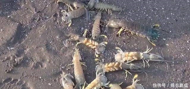 皮皮虾|海滩上发现有两个小洞 男子竟把腿伸进去 大呼: 原来它住在里面