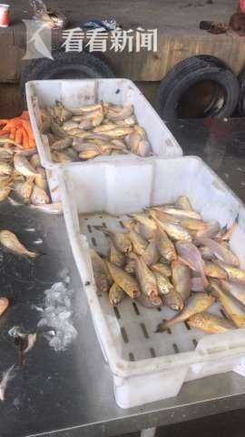  销往|长江口非法捕捞后销往江浙 警方侦破非法捕捞案