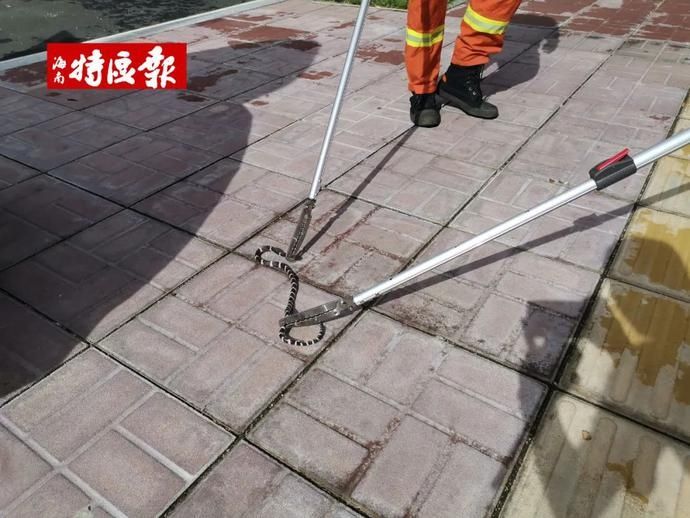 尖叫|吓到尖叫!今早,海南一出租车司机报警:我车里有~条~蛇~