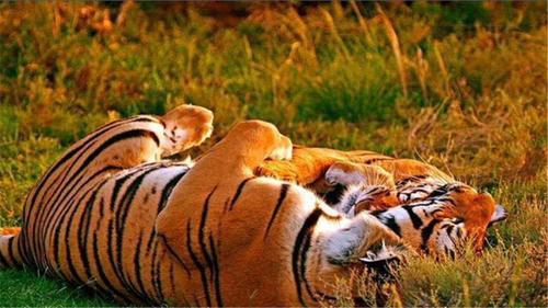  产仔|华南虎拯救计划：5只华南虎送非洲，产仔不到30只，如今何去何从