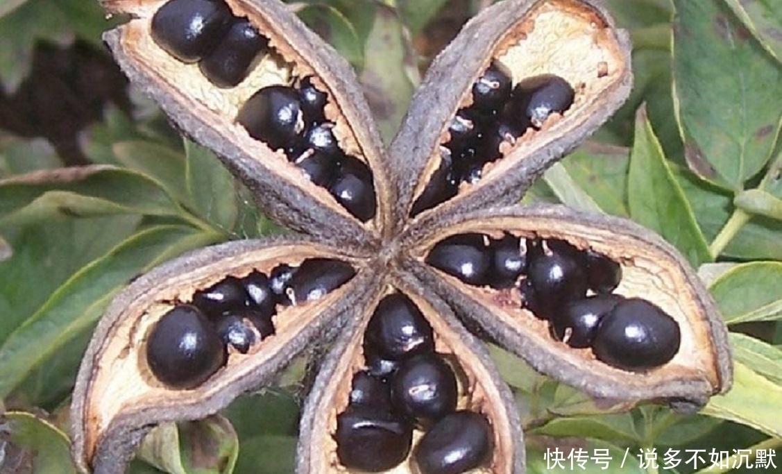 人类|地里的“羊屎坨坨”内含“液体黄金”,专家称是人类的理想食用品