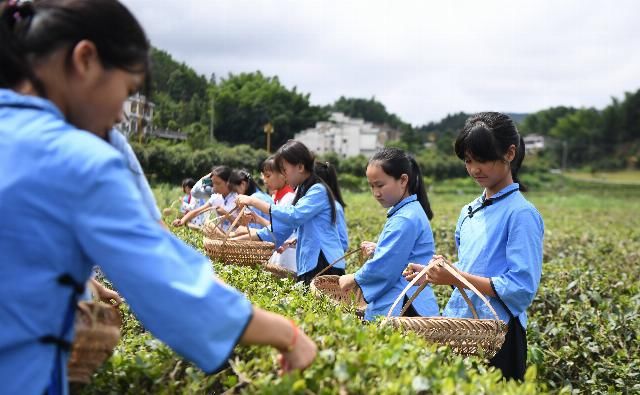  学校|山村学校的“韵味”茶艺课