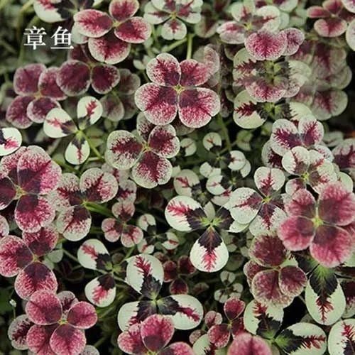 变异|这花被人工培育了，叶子变异后，可以这么美！