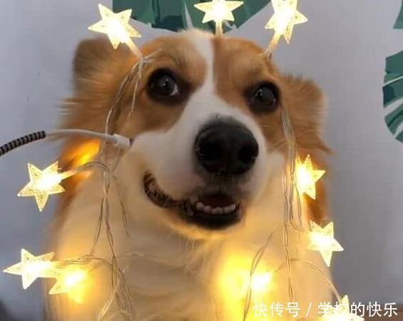 充电|主人拿充电线插到狗脸,全身发光,柯基笑容满面!
