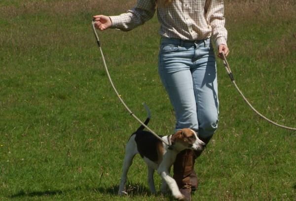  遛狗|悲剧！女子遛狗时不小心跌倒，惨被2爱犬的狗链绕住脖子窒息身亡！