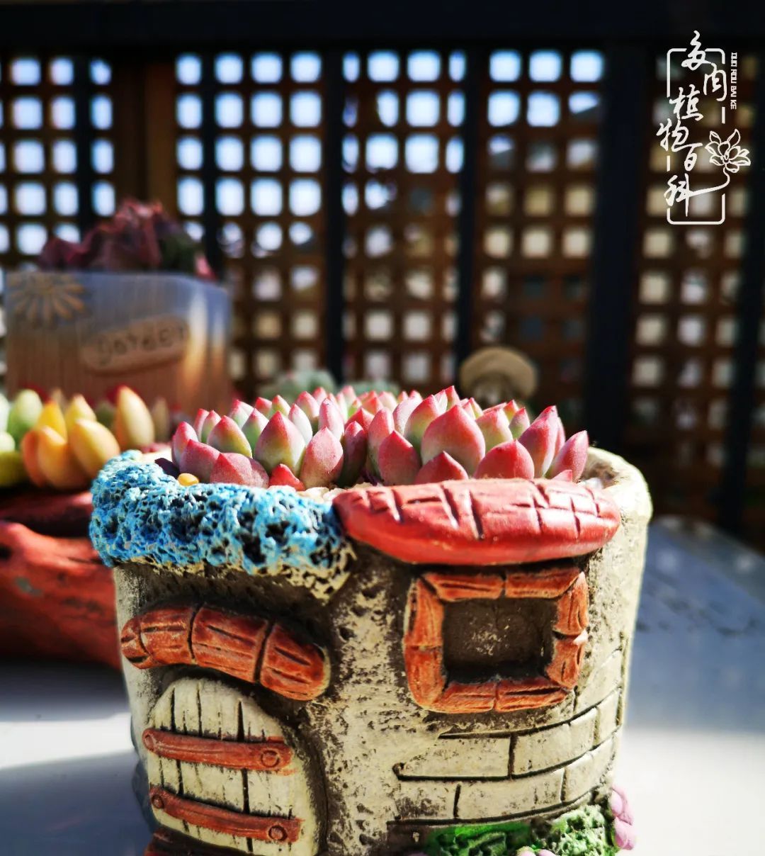  萌化|当粉粉的多肉捧在手心，我体验到了什么叫“萌化了心”