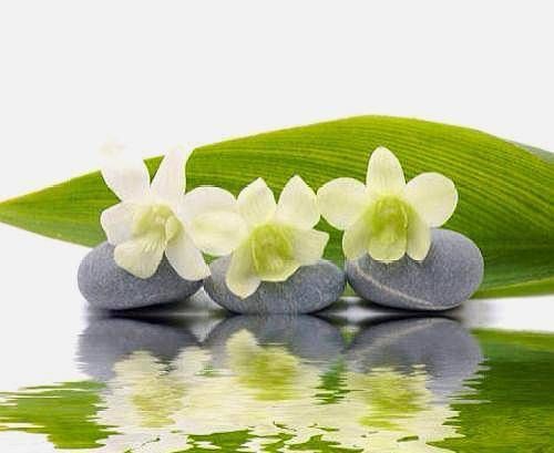 心乱如麻|静态赏花是安静的回归