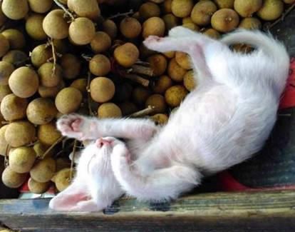 现实|主人带猫咪上街卖水果，猫咪成现实版招财猫，一串动作萌翻众人