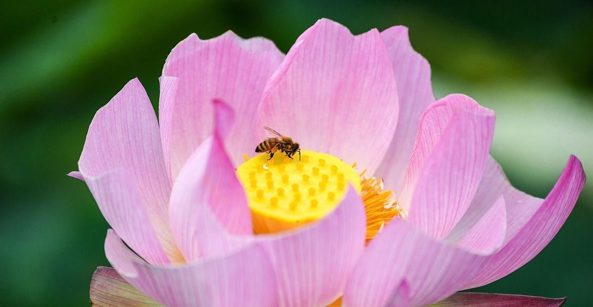 为自己爱的人|7月爱不随意, 勇往直前, 舍弃旧爱, 迎来新欢的3个星座