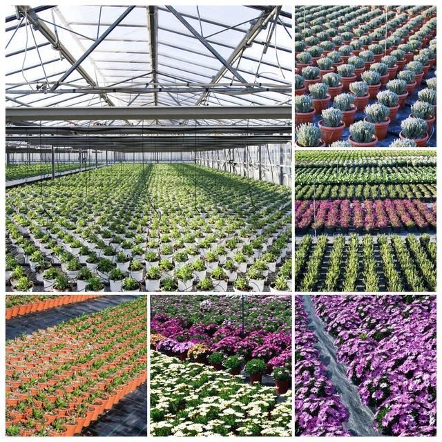 光棍|再过10年、20年,农村光棍将以“富贵的方式”消失