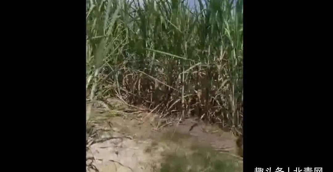  西乡塘公安分局禁毒|甘蔗地里上演惊险追击战！结局是......
