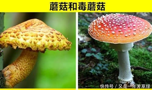 毒蘑菇|可能常常被人们混淆弄错的11对完全不同的食物