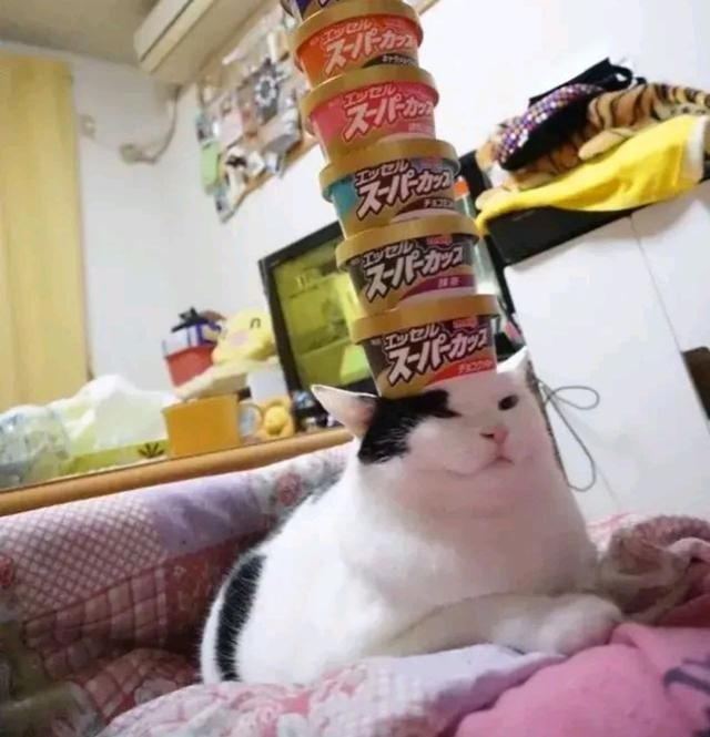 猫咪|猫咪：这年头……我们当猫的太不容易了！