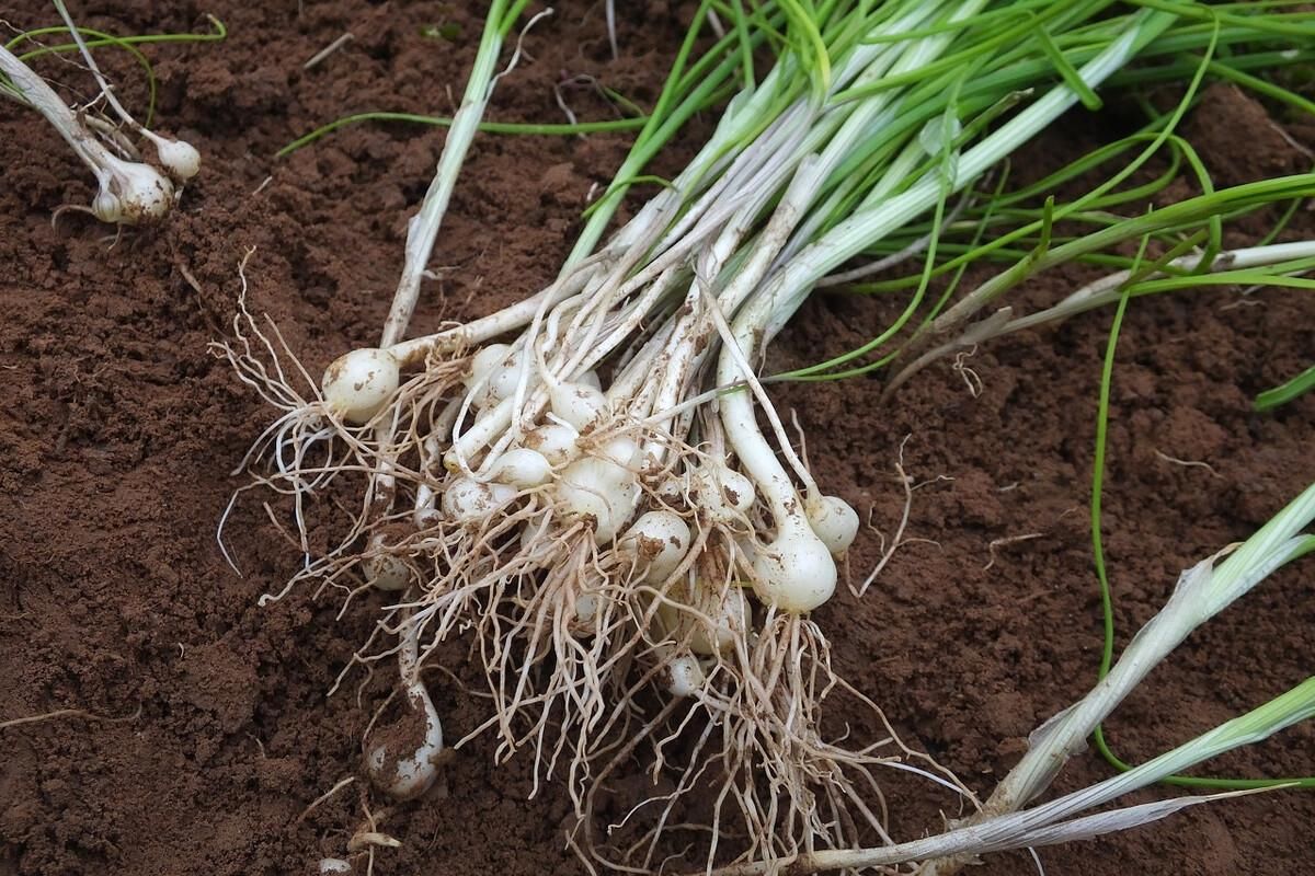 漫山遍野|心绞痛吗?漫山遍野的小根蒜就能解决
