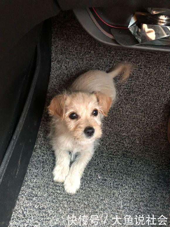  耍赖|为了避寒小流浪狗跳到车上不下来，看着它那耍赖的模样，女孩乐了