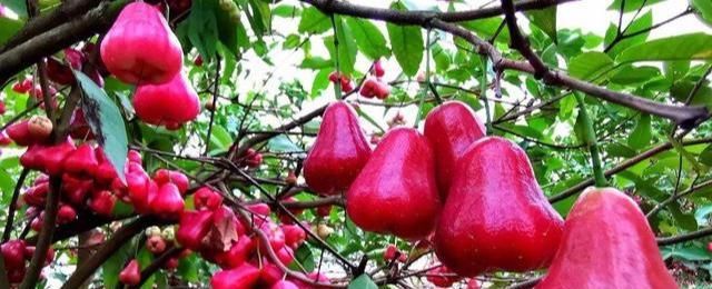  种水果|没人要的“娇气果”被她卖出黄金价