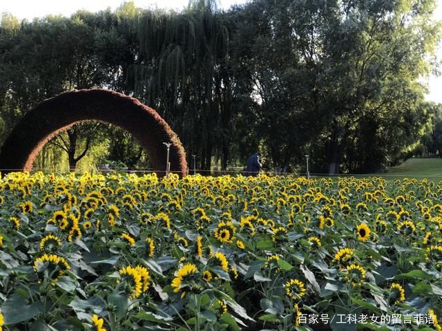 葵花|沈阳花讯通知：朵朵葵花向阳开