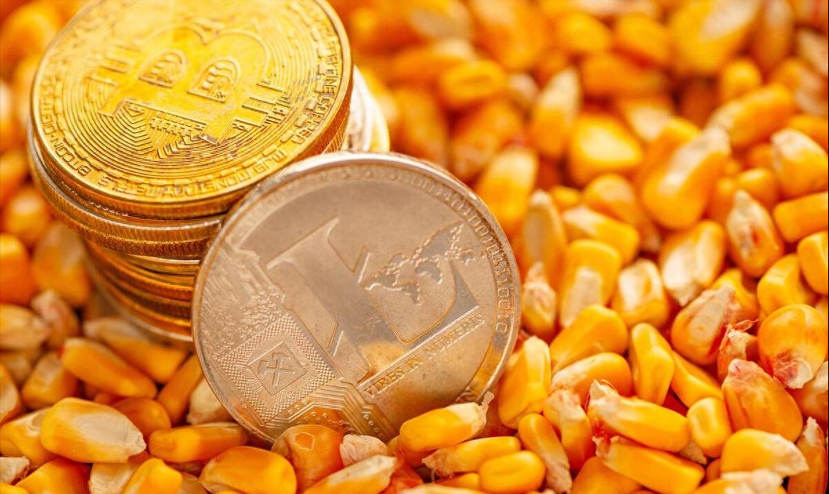 粮价“大乱套”！10月2日猪价“变脸”，玉米、小麦冰火两重天！