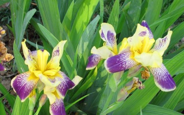  适合|最适合新手养的4种花，沾土就能活，颜值高寓意好，过年开的最旺