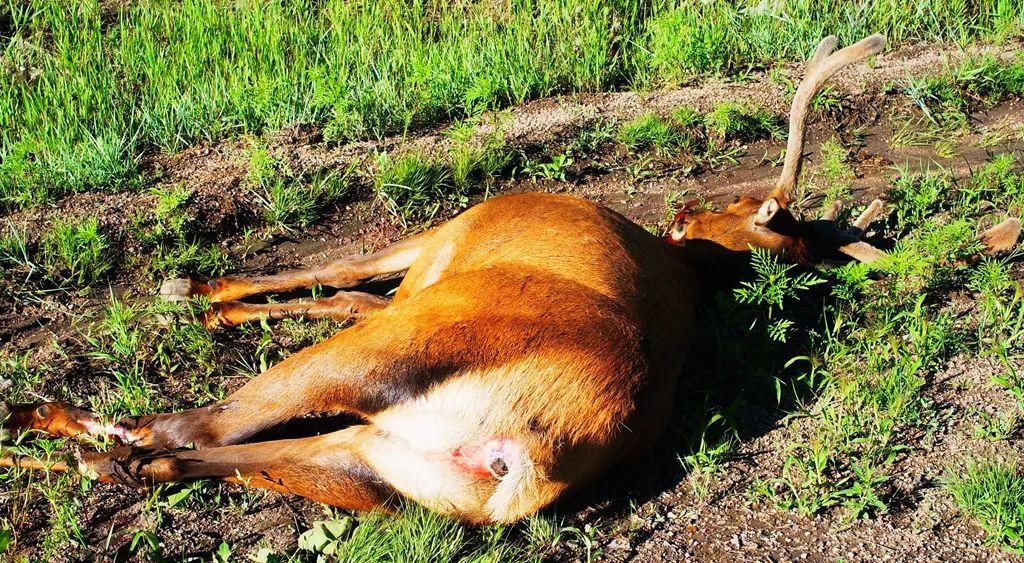  美国|tao：骑行美国·39 重生的丹佛