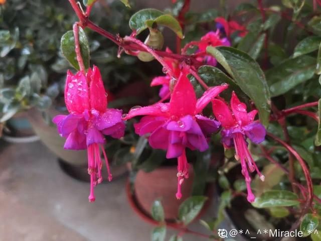  新芽|花养成光杆司令，赶紧这么救，3天冒新芽