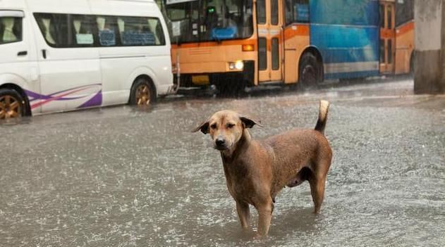 红盆|洪水爆发,母亲让狗坐大盆里儿子去趟水,网友:到底谁是亲生的?