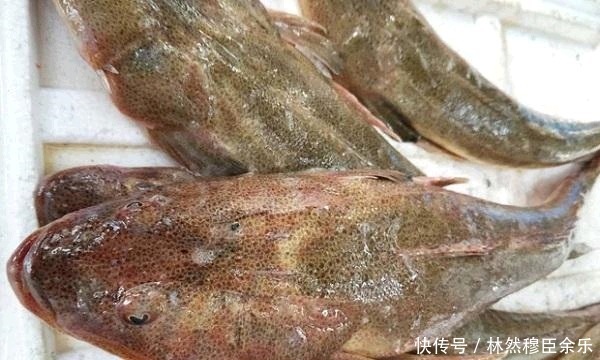 不值钱|潮汕人超爱吃的这种鱼,在国内不值钱,一出口就变成了高档鱼类!