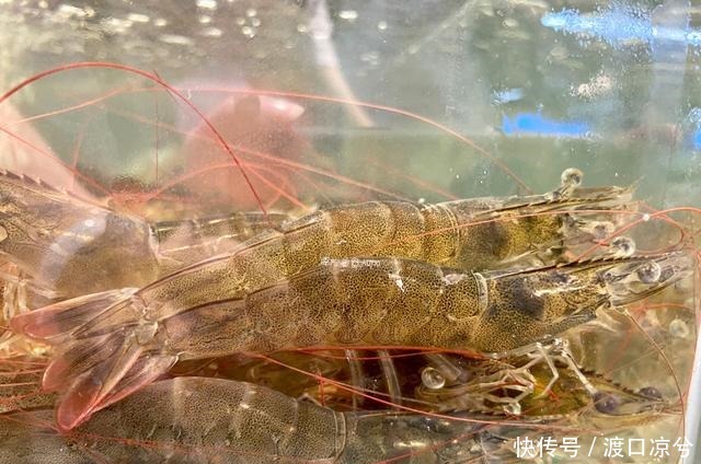 过程中|白灼虾时,放盐时机有讲究,否则虾肉腥味重还难吃,一锅虾白煮了