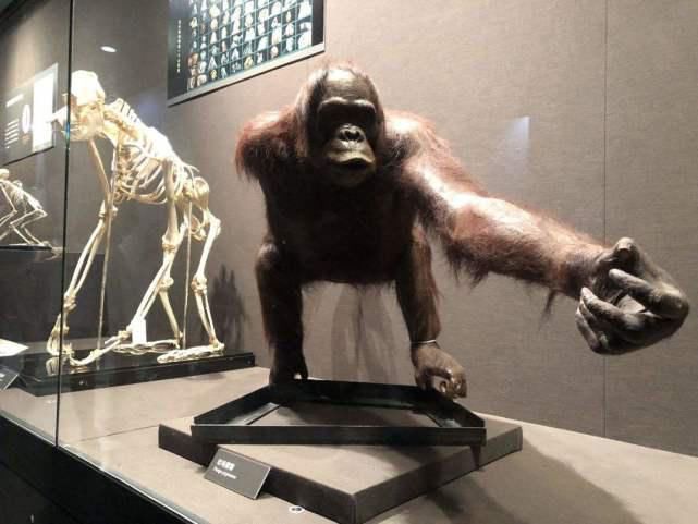  本科|还记得那只上本科的猩猩吗？试图成为真正的人，最后怎么样了？